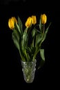Bright yellow tulips in a crystal vase Royalty Free Stock Photo