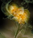Bright yellow  tulips on green and black background in curls of smoke. Close-up. Nature. Royalty Free Stock Photo