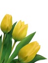 Bright yellow tulips isolated on white. EPS 8 Royalty Free Stock Photo