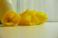 Bright yellow tulips laying on a tabletop