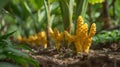 A of bright yellow turmeric root grows beneath the shade of a sprawling mango tree adding both color and flavor to the Royalty Free Stock Photo