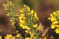 Gorse flowers in March.