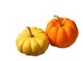 Bright Yellow and Vibrant Orange Color Ripe Pumpkins