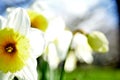 Bright yellow and vibrant white flowers on tall green stems