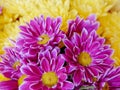 Bright yellow and violet chrysanthemum flowers bunch top view closeup as a natural background. Royalty Free Stock Photo