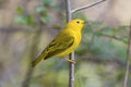 Bright yellow warbler bird in a wildlife landscape with a green forest scene