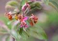 Wasp on a decaying pink flower of an apple tree Royalty Free Stock Photo