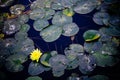 Bright yellow water lily flower with green leaves