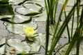 Bright yellow water lily opened in the sun in a pond. Summer relax in a countryside. Royalty Free Stock Photo