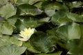 Bright yellow water lily opened in the sun in a pond. Summer relax in a countryside. Royalty Free Stock Photo