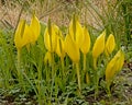 Bright yellow western skunk cabbage flowers, selective focus