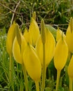 Bright yellow  western skunk cabbage flowers, selective focus Royalty Free Stock Photo