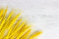 Bright yellow wheat stems bunch on light gray wooden background with copy space. Royalty Free Stock Photo