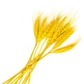 Bright yellow wheat stems with grains isolated on white background. Royalty Free Stock Photo