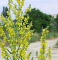 Bright yellow wild field flower blurred background countryside in summer sunny day countryroad and trees macro square