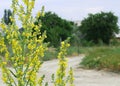 Bright yellow wild field flower blurred background countryside in summer sunny day countryroad and trees macro rectangle