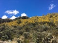 BRIGHT YELLOW WILD FLOWERS ON ANDES MOUNTAINS WITH WHITE CLOUDS