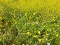 Lots of bright yellow wild flowers in a meadow. Royalty Free Stock Photo