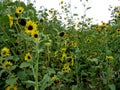 Bright Yellow Wild Sunflowers in a Field