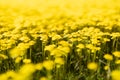 Bright yellow wild tiny flowers on spring meadow in bloom closeup, macro, blur in sunny day. Beautiful spring floral natural. Royalty Free Stock Photo