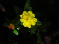 Bright yellow wildflower in sunshine Royalty Free Stock Photo