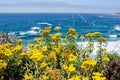 Bright yellow wildflowers in bloom along the Pacific Coast Highway in California near Big Sur Royalty Free Stock Photo