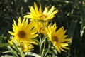 bright yellow wildflowers golden ragwort (perennial New England august boolms) Royalty Free Stock Photo