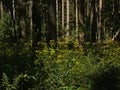 Bright yellow wood ragwort flowers in the forest