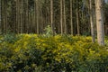 Bright yellow wood ragwort flowers in the forest