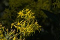 Bright yellow wood ragwort flowers