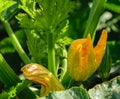 Bright yellow zucchini flower on a background of large green leaves Royalty Free Stock Photo