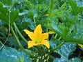 Bright Yellow Zucchini Flower in Garden Royalty Free Stock Photo