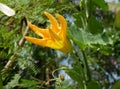 Bright yellow zucchini flower on green leaves Royalty Free Stock Photo