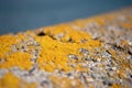 Bright yellowmoss, lichen of the type Chrysothrix chlorina on a stone wall. This is a powdery type, so called leprose lichen Royalty Free Stock Photo