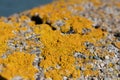 Bright yellowmoss, lichen of the type Chrysothrix chlorina on a stone wall. This is a powdery type, so called leprose lichen Royalty Free Stock Photo