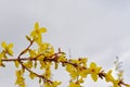 Bright yelow forsythia flowers on a soft grey sky, selective focus