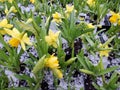 Bright young daffodils packaged for sale chilled by ice pellets on soil