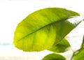 Bright young leaf of a tree sapling on a white background.