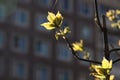 Bright young spring maple leaves backlit by sun Royalty Free Stock Photo