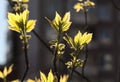 Bright young spring maple leaves backlit by sun Royalty Free Stock Photo