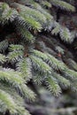 Bright young spruce branches in raindrops on a blurred forest background. Royalty Free Stock Photo