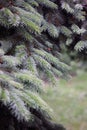 Bright young spruce branches in raindrops on a blurred forest background. Royalty Free Stock Photo