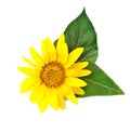 Bright young sunflower Royalty Free Stock Photo