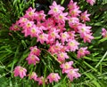 Bright Zephyranthes rosea, Lindi Rosy Rain Lily are small flowers that are rose in color with a green base