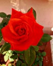 Brighten red rose Royalty Free Stock Photo