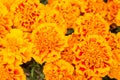 Brighten up any landscape. Marigold tagetes background. Flower garden and gardening. Gardening and landscaping