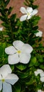 Brightening flower of periwinkle selectively focused in late morning sunshine,