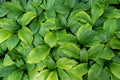 Brightful green leaves as the background pattern Royalty Free Stock Photo