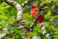 Brightful red Red-headed Trogon perching on a perch in a jungle Royalty Free Stock Photo