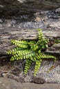 Brightgreen Spleenwort Asplenium trichomanes growing on the old stone bridge at Simonsbath